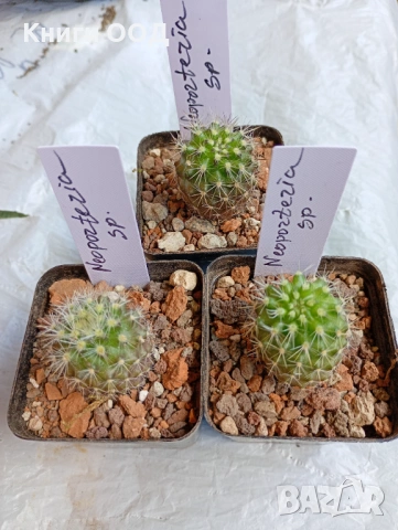 Кактус Neoporteria sp. - 5.5 саксия, 3.80 евро /1 бр.