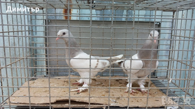 Продавам гълъби Мардини-Турски , снимка 3 - Гълъби - 54381082