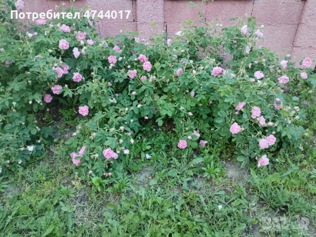 Пресен Цвят От Маслодайна Роза Дамасцена , снимка 6 - Градински цветя и растения - 54664138