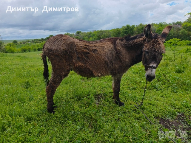 магаре , снимка 6 - Други - 54583791
