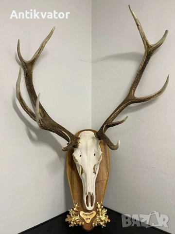 Трофей от Елен с дърворезбована поставка, лов и риболов, снимка 6 - Декорация за дома - 54239429