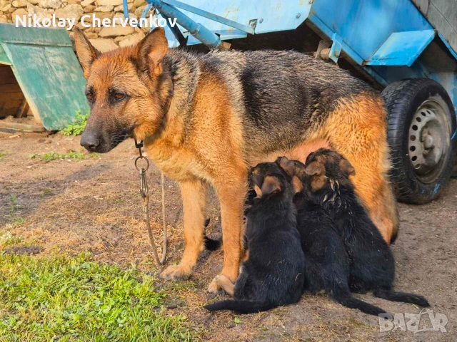 Немски овчарки