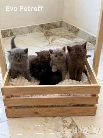 Британска късокосместа / British shorthair 