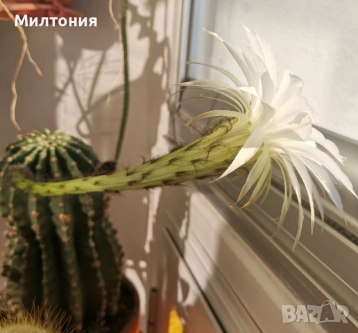 кактус ехинопсис , снимка 5 - Стайни растения - 51625446