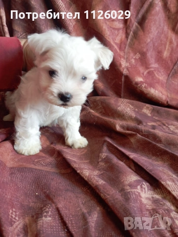 Малтийска болонка , снимка 4 - Болонка - 54235735