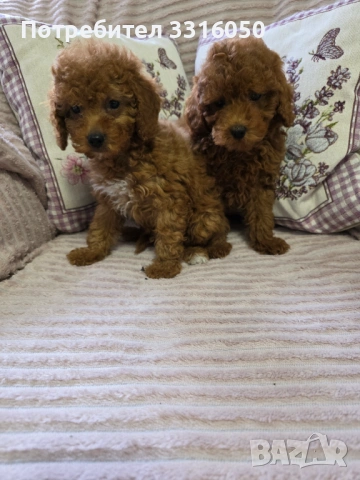 Мини пудел, снимка 5 - Пудели - 54196070