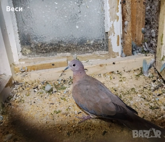 Купувам женска сенегалска