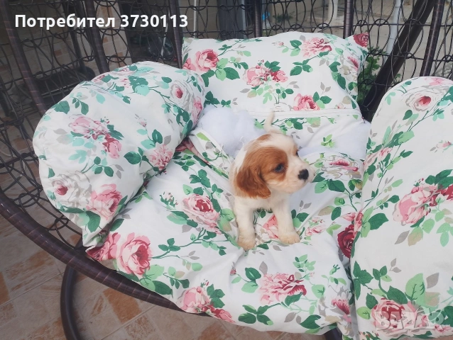 Продава Кинг Чарлз Кавалер, снимка 11 - Кавалер кинг чарлз шпаньол - 54413603