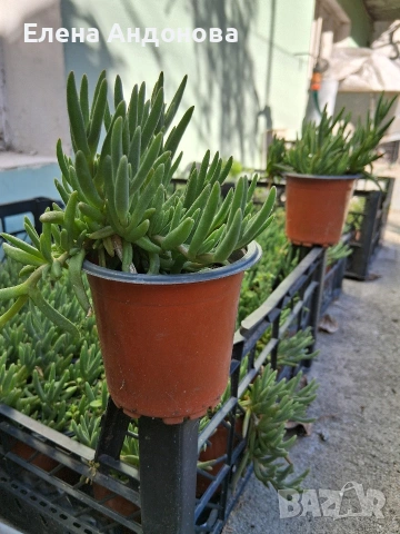 Лилава делосперма 