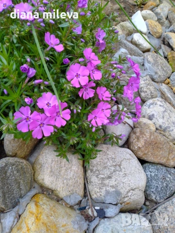 Флокс, Phlox sub. McDaniel`s Cushion, почвопокривен, многогодишен, студоустойчив