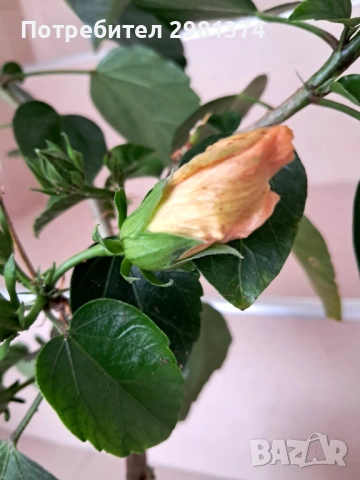 Китайска роза-Хибискус(голямо)