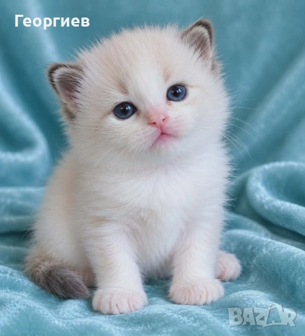 Регдол коте 