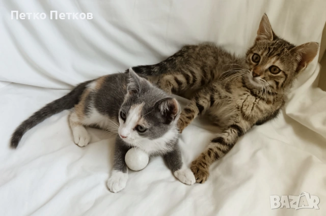 Подарявам две малки котенца - Мелиса и Щефи, снимка 4 - Други - 55098596