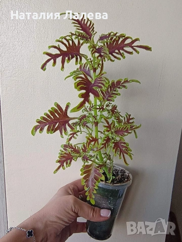 Колеус Скелетон, coleus skeletal/skeleton, снимка 3 - Стайни растения - 54774088