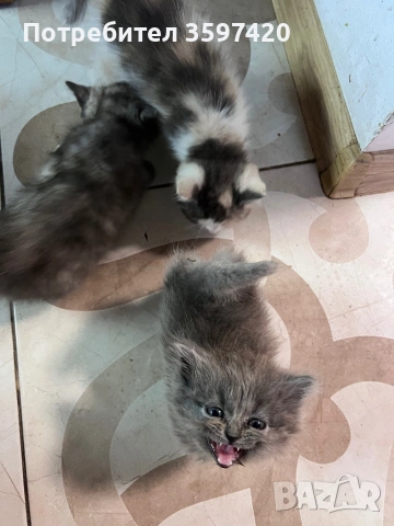 Котенца персийки 