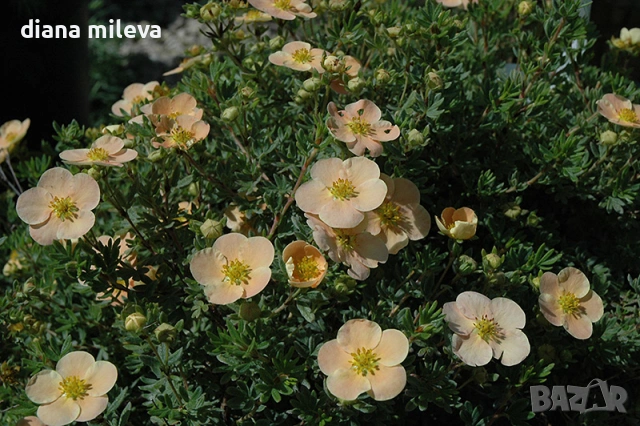 Потентила, Potentilla fruticosa 'Daydawn', студоустойчива и многогодишна, снимка 6 - Градински цветя и растения - 54795646