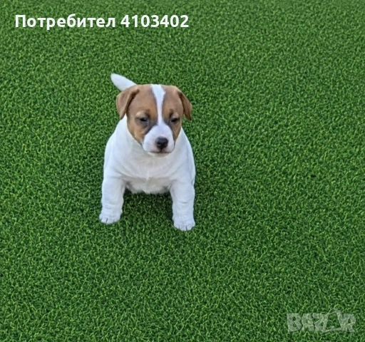 Джак Ръсел териер 