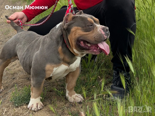 Американско були ПОКЕТ / American bully POCKET, снимка 3 - Други - 55093128