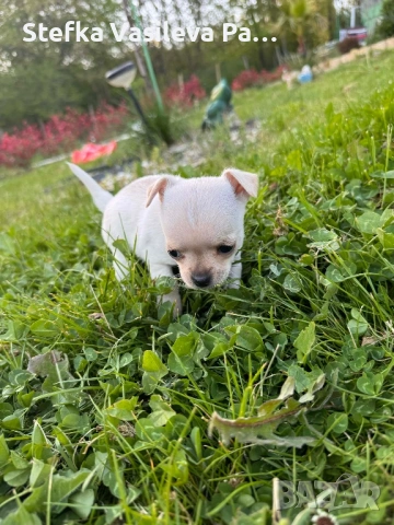 Продавам чихита, снимка 4 - Чихуахуа - 54331324