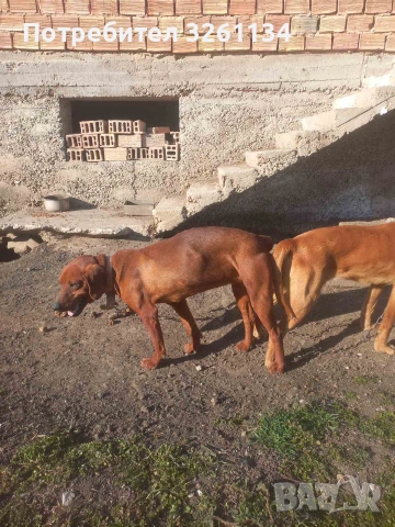 Жълто алесто гонче , снимка 4 - Гонче - 55152972