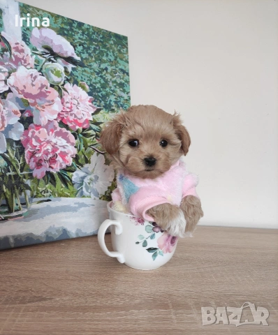 Малтипу F1 super mini micro/teacup. пудел Teddy , снимка 3 - Пудели - 54193860