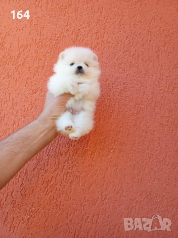 Момчета. Мини Померани. Реални снимки от 25.04.2026 г.