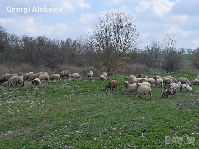 23 броя овце от месодайни породи , снимка 4 - Овце - 54155783