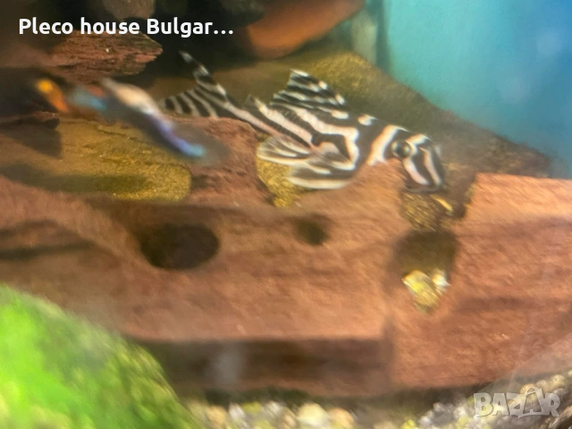 Укрития за малки Л-ки,като L046, снимка 4 - Оборудване за аквариуми - 54133340