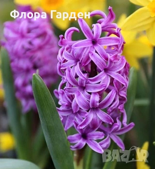 Луковици ЗЮМБЮЛ - Предварителни поръчки, снимка 6 - Градински цветя и растения - 51033126