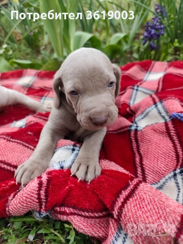 Ваймаранери , снимка 6 - Ваймаранер - 54205376