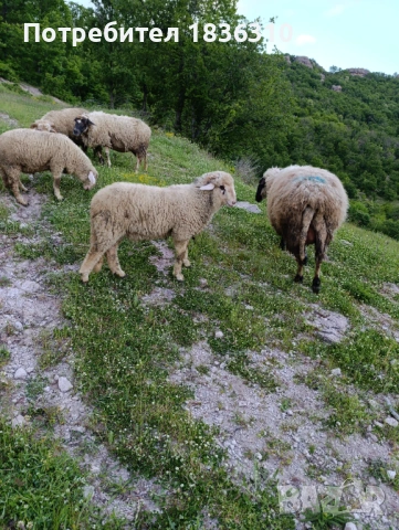 Агне 37кг мъжко коч, снимка 6 - Овце - 54585054
