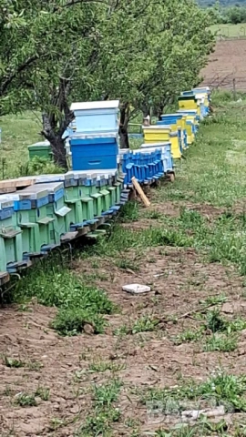 Пчелни семейства
