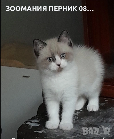 коте Регдол 