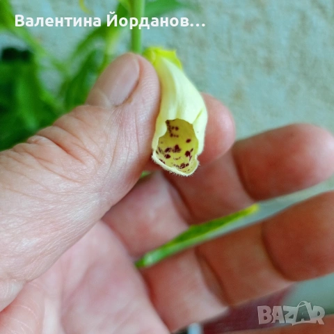 градински студоустойчиви цветя , снимка 4 - Разсади - 54689526