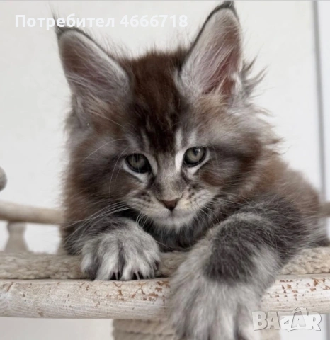 Мейн куун момче, снимка 3 - Мейн кун - 52629083