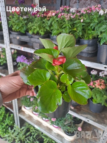Зимоустойчива градинска бегония , снимка 13 - Градински цветя и растения - 54519817