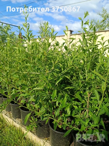 ❤️🌿🧡 ГОДЖИ БЕРИ (Lycium barbarum), снимка 2 - Градински цветя и растения - 54733426