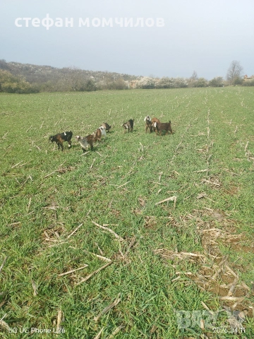 продавам , снимка 7 - Кози - 54162161