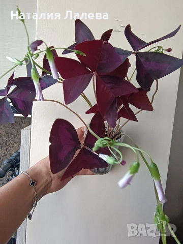 Оксалис, детелина, Oxalis triangularis, снимка 4 - Стайни растения - 54774145