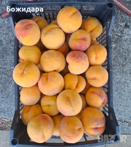 Продавам праскови сорт Катерини