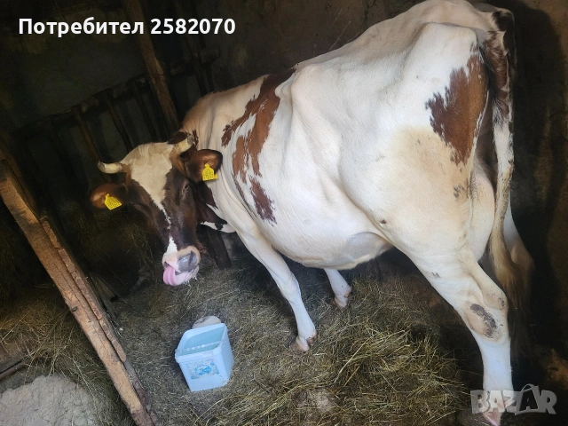продавам крава 