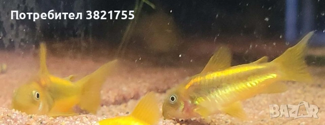Сомче, сомче corydoras gold laser, gold stripe, снимка 6 - Рибки - 55245469