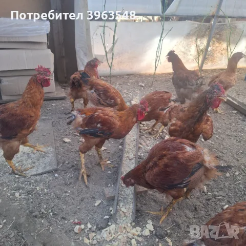 Продавам петлета , снимка 2 - Кокошки и пуйки - 55679424
