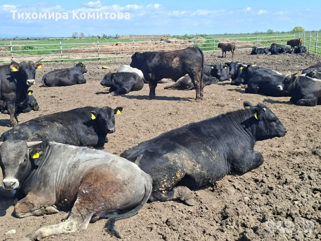 Свободни месодайни телета, снимка 9 - Крави - 54174825