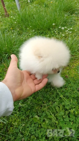 Мини померан, снимка 4 - Померан - 54153656