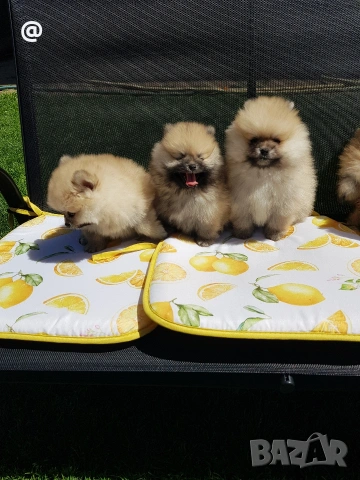 Померан померани Гр. София, снимка 7 - Померан - 54318867