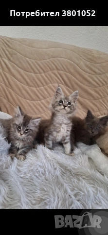Продавам котета, снимка 3 - Мейн кун - 54975532