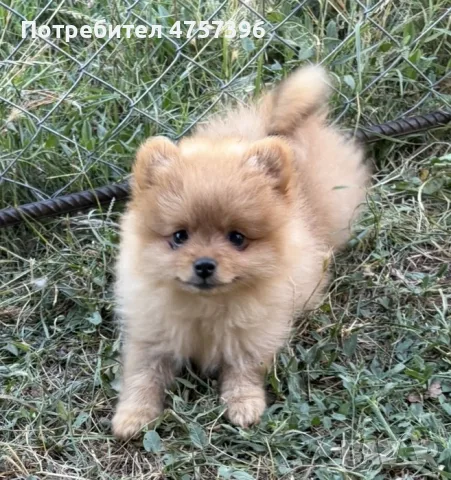 Померани на 2 месеца, снимка 4 - Померан - 55506476
