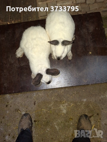 Калифорнийски зайци, снимка 2 - Други - 52656232