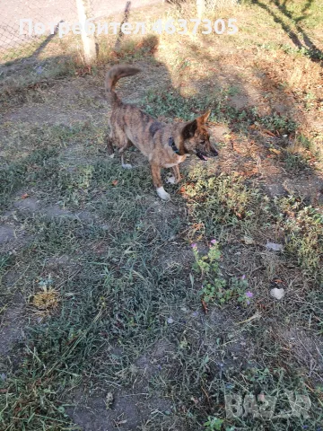 осиновяване на куче шпиц на 6м.